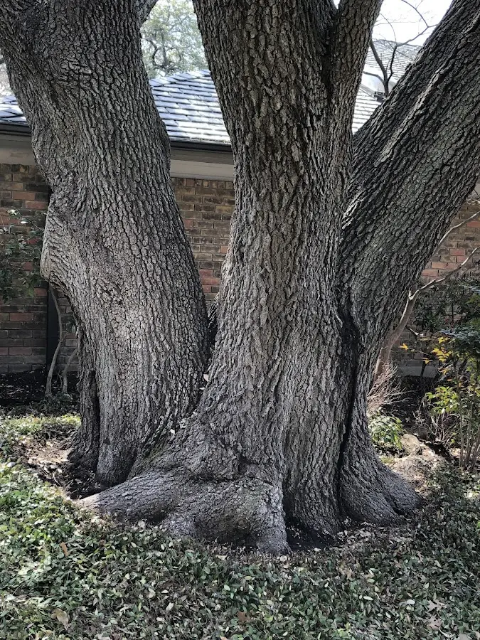 Mature heritage tree close to a Clinchco property cared for by certified arborists